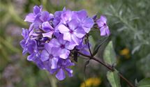 Hoher Staudenphlox