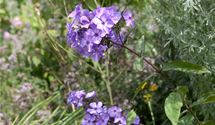 Hoher Staudenphlox