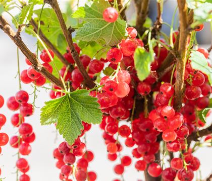 Ribes (Johannisbeere) 'Rolan' Ribes (Johannisbeere) 'Rolan'