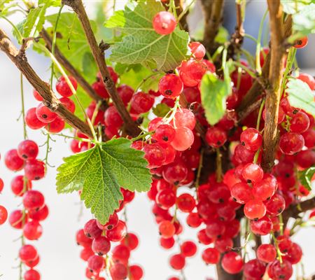 Ribes (Johannisbeere) 'Rolan' Ribes (Johannisbeere) 'Rolan'