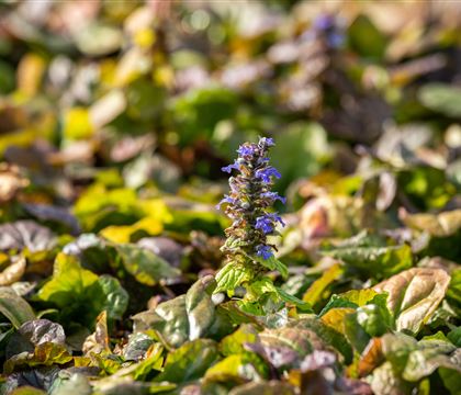 Ajuga reptans 'Braunherz' Ajuga reptans 'Braunherz'