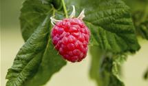 Rubus 'Tulameen'