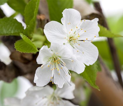 Prunus (Kirsche) 'Sylvia' Prunus (Kirsche) 'Sylvia'