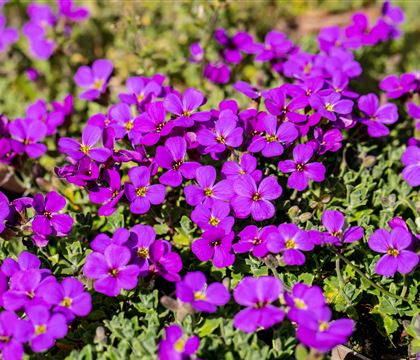 Aubrieta x cultorum 'Hamburger Stadtpark'