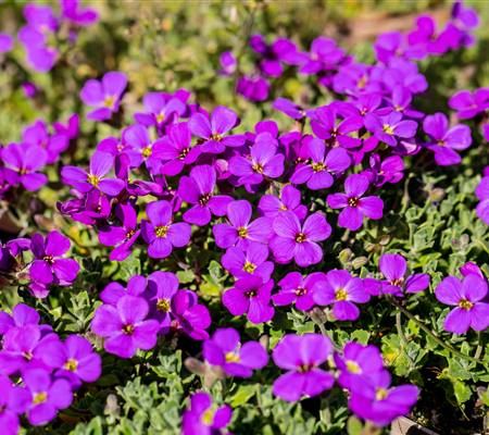 Aubrieta x cultorum 'Hamburger Stadtpark'