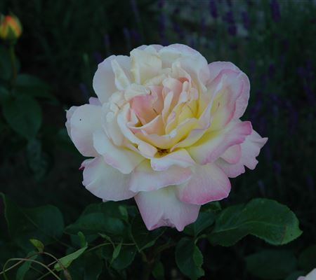 Rosa 'Mme A. Meilland' Rosa 'Mme A. Meilland'