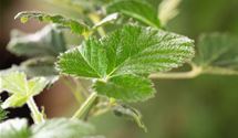 Rubus 'Loch Ness' ('Nessy')
