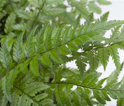 Polystichum tsus-simense