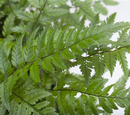 Polystichum tsus-simense Polystichum tsus-simense
