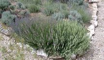 Lavendel