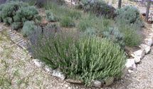 Lavendel