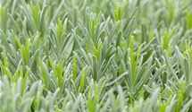 Lavendel