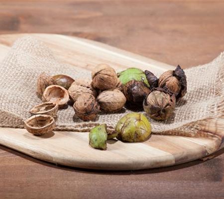 Nüsse und Schalenfrüchte aus Ihrem Garten Nüsse und Schalenfrüchte aus Ihrem Garten