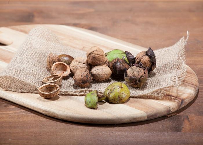 Nüsse und Schalenfrüchte aus Ihrem Garten