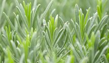 Lavendel