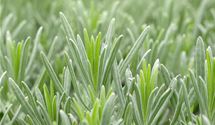 Lavendel