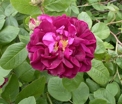 Rosa 'Hansa' Rosa 'Hansa'