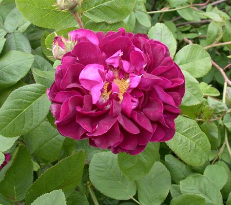 Rosa 'Hansa' Rosa 'Hansa'