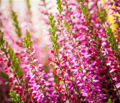 Calluna vulgaris rosa