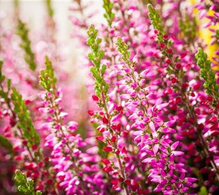 Calluna vulgaris rosa