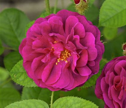 Rosa centifolia 'Muscosa' Rosa centifolia 'Muscosa'