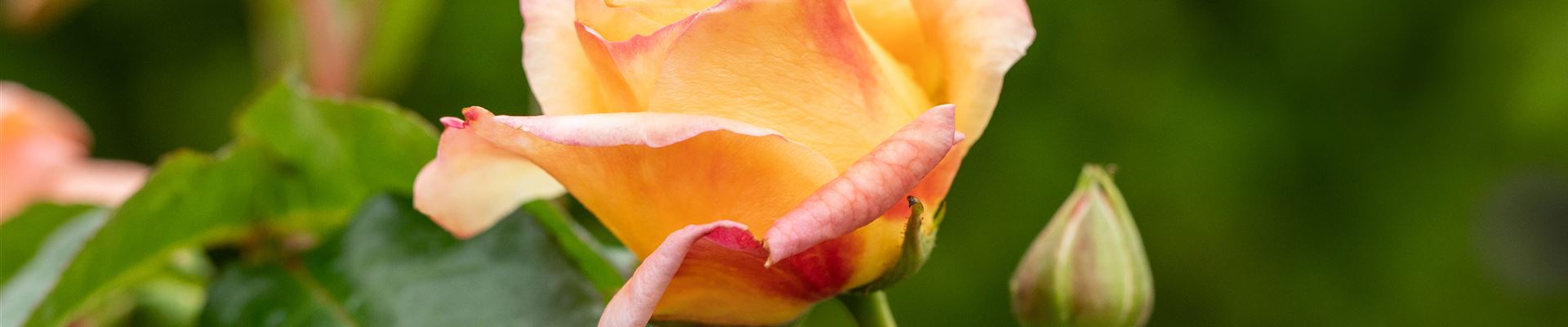 GS667582.jpg GS667582.jpg