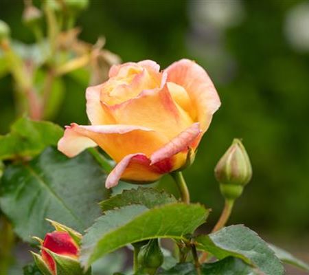 Rezepte mit Rosen Rezepte mit Rosen