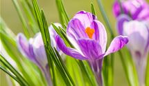 Grossblumiger Gartenkrokus
