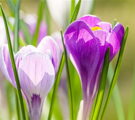 Crocus 'King of the Striped'