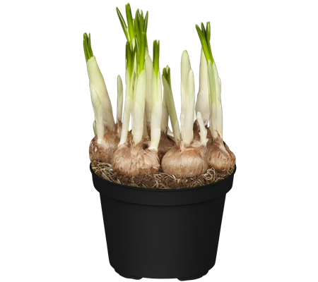 Crocus 'King of the Striped' Crocus 'King of the Striped'