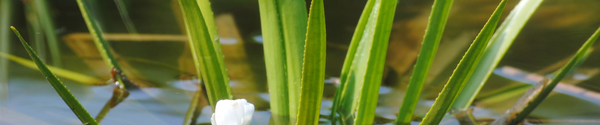 Stratiotes aloides.jpg Stratiotes aloides.jpg