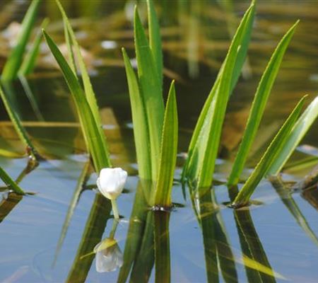 So machen Sie Ihren Miniteich winterfit  So machen Sie Ihren Miniteich winterfit