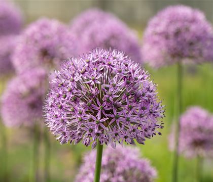 Allium 'Gladiator'