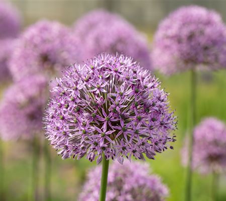 Allium 'Gladiator' Allium 'Gladiator'