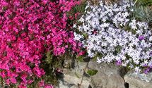 Polsterphlox