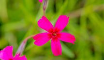Polsterphlox