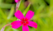 Polsterphlox