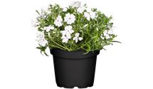 Polsterphlox