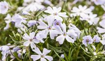 Polsterphlox