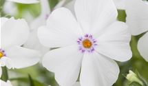 Polsterphlox