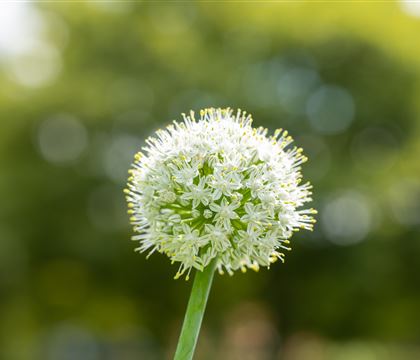 Allium 'Mount Everest'