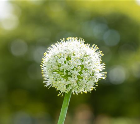 Allium 'Mount Everest' Allium 'Mount Everest'