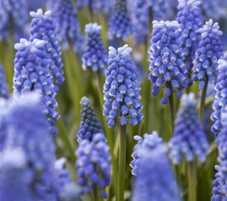 Muscari aucheri 'Blue Magic'