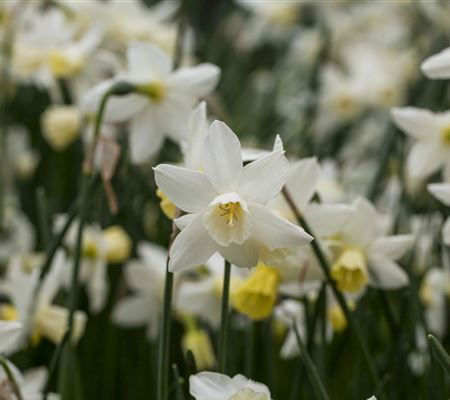 Narcissus 'Sailboat'
