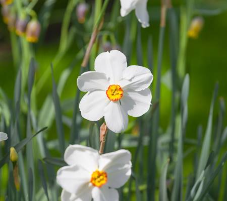 Narcissus 'Actaea' 