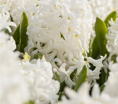 Hyacinthus 'Aiolos'