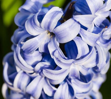 Hyacinthus 'Aqua'