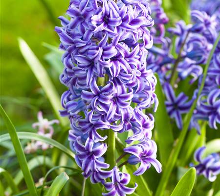 Hyacinthus 'Blue Jacket'