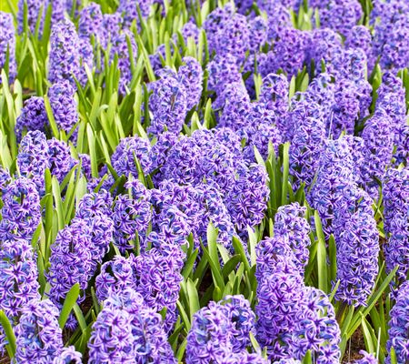 Hyacinthus 'Blue Jacket'