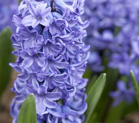 Hyacinthus 'Blue Star'